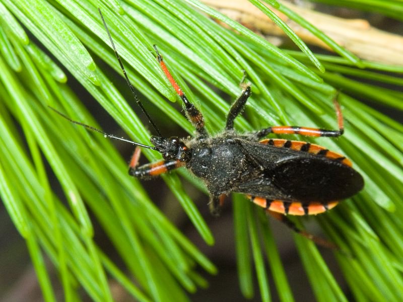 Rhynocoris annulatus (Linnaeus, 1758)
